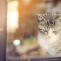 猫が『留守番して寂しかった』時の仕草4つ