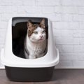 猫のトイレシートはどれくらいで取り替えるべき？