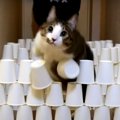 紙コップダンジョンに猫ちゃんが挑戦！