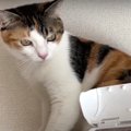 とっておきのアイテム登場！猫ちゃんの抜け毛をパクパク回収♡