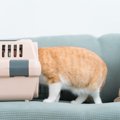 猫にスムーズに『キャリーバッグ』に入ってもらうための方法3選　便利…