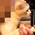 キッチンを見たら、『猫とパパ』がいっしょに……心温まる光景に２万い…