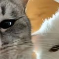 瓶の中にカメラを設置して『おやつを取りたい猫』を撮影したら…可愛す…