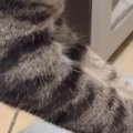 キャットタワーにいた猫→近くで飼い主が横になっていると…可愛すぎる…