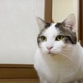 お散歩大好き猫ちゃん♪５分後におかわり？