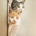 猫が物陰から飼い主をジッと覗く3つの心理