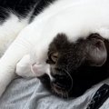 横になると、猫が吸い寄せられるようにやってきて…幸せあふれる光景が16万…