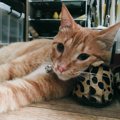 猫が飼い主の『靴』を好む3つの理由