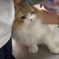 動物病院へ出発！お薬と注射を頑張った猫くん