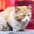 猫が誤飲した時に見られる症状５つと対処法