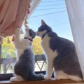 多頭飼いで先住猫と新入り猫を仲良くさせる方法４つ