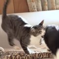 狙われた老猫ちゃん！逃げた先は…？