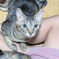 あぐらで座る飼い主の足元に、猫たちが集まってきて…うらやましすぎる『晩…