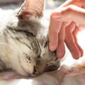 人を助けた猫の話に思わず涙がじんわり…猫ってこんなにも温かい！！