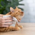 愛猫の被毛ケアに便利な『シャンプータオル』の活用シーン3選　常備してお…