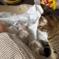 寝ている赤ちゃんのそばに『近寄ってきた猫』を見ていると…あまりにも…
