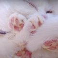 絶景♡肉球が可愛すぎてたまらない猫ちゃんたち