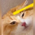 濡れた歯ブラシでネコを撫でると『赤ちゃんの頃を思い出す？』→検証したら…