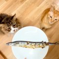 ２匹のネコに『大好きな魚』を焼いてあげた結果→まるでハンター？『思った…