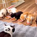 ８匹の保護子猫のご飯タイム→１列にならんで食べさせたら…想像以上に…