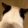 お兄ちゃん猫のことが大好きな妹猫→愛が重すぎた結果…『とんでもない状況…
