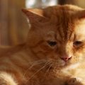 猫が『主に嫌われた！』と勘違いしちゃう飼い主の行為・態度5選　誤解…