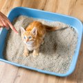 愛猫に『飼い主に嫌われた…』と勘違いをさせてしまうダメ行為3選　誤…