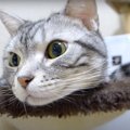 猫ちゃんを引き寄せる“とあるもの”とは？