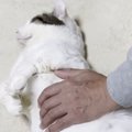 お父さんと添い寝する猫→撫でてもらっていると…あまりにも『赤ちゃんすぎ…