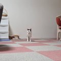 『遠くから視線を送ってくる猫』→拡大して顔を見てみたら…可愛すぎる『発…