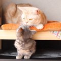 初めての鼻チューで子猫ちゃんおったまげ！