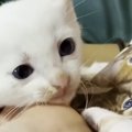 泣いてお別れをした『保護子猫』→5か月ぶりに再会した結果……胸を打つ光景…