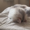 眠そうに甘えてきた猫が…想像以上に『衝撃的なスピード感で寝落ち』す…