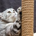 猫の爪を切らないとどうなる？３つの危険性