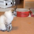 不満そうに鳴いていた猫→抱っこして『膝の上』に乗せると…まさかの展…