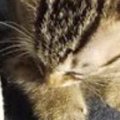 『足を噛んできた子猫』をきっちりと叱った結果→伝わったようで…愛お…