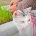 ついに来た！猫ちゃんのサラダバー、えん麦畑の収穫期♪