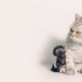 猫が『グゥ』と鳴くときの気持ち5選　隠されている意味や感情を見分けるポ…