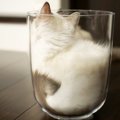 『猫注ぎました』液体化した子猫さんが持ち去りたいレベルの可愛さ♡