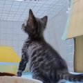 ごはんを食べていた子猫→近くにいたパパがいなくなると…悶絶必至の『可愛…