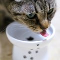 『食いしん坊な猫』と暮らす人の注意点4つ　もっと！とおねだりされた…