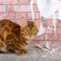 猫に「ダメ！」はどう伝える？効果が高い3つの方法と重要な注意点も