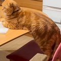 小さいときからテーブルには乗らない猫→『天才なんじゃないか』と思ってい…