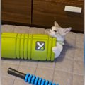 半年前は筋膜ローラーの中に入れていた子猫→『現在』……思わず笑ってしまう…
