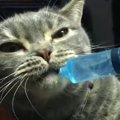 がぶ飲みするにゃ♪猫ちゃんの水分補給