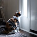 猫が『ドアの前』で待機しているときの心理5つ　出待ちをする目的とは？上…