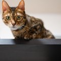 猫がついやりがちな『うっかりハプニング』5選　ちょっと笑えるものか…