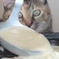 『たこ焼き』を作っていると、近くで『猫』が…監督をしているかのよう…
