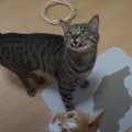 猫ちゃんたちの前で吸水マットに水をこぼしてみた！どんな反応する？