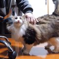 パパ想い？猫ちゃんのセルフもふもふ♪